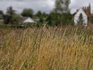 Balsham Manor Maze
