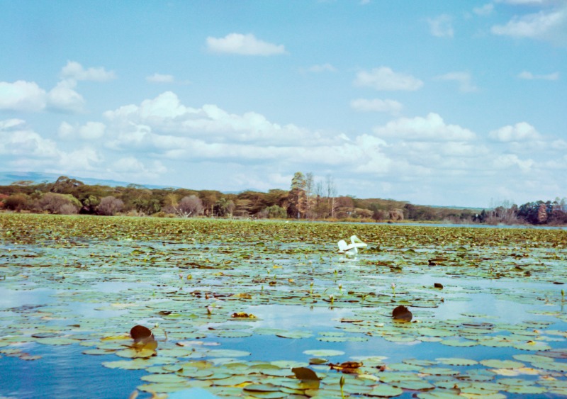 Pelican on Lake Naivasha - 1963