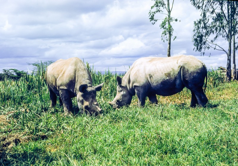 Young Rhino - 1963