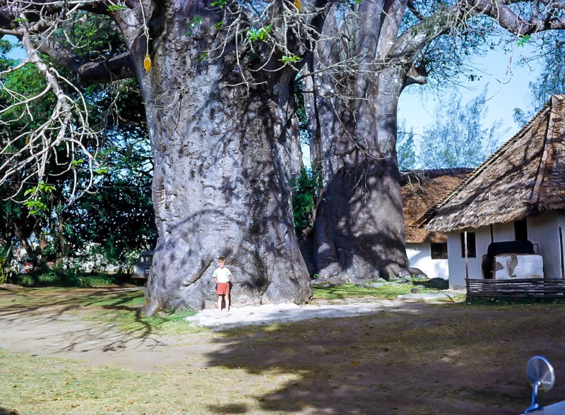 Baobub tree and Peter