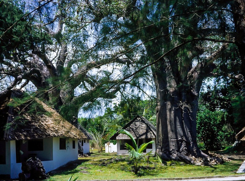 Baobub tree