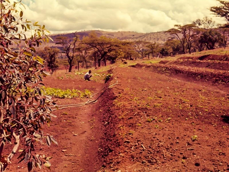 Vegetable patch at Chebororwa