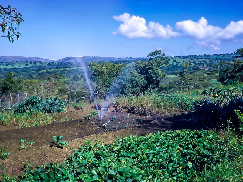 Vegetable patch at Chebororwa