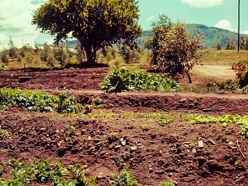 Vegetable patch at Chebororwa