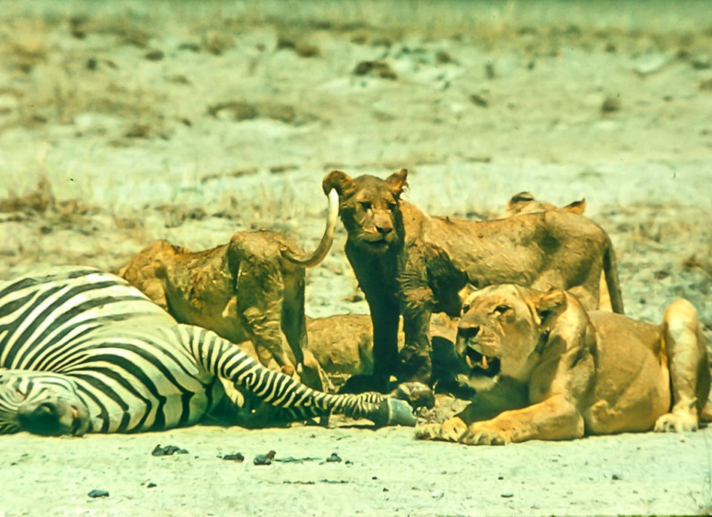 Lioness and dead Zebra