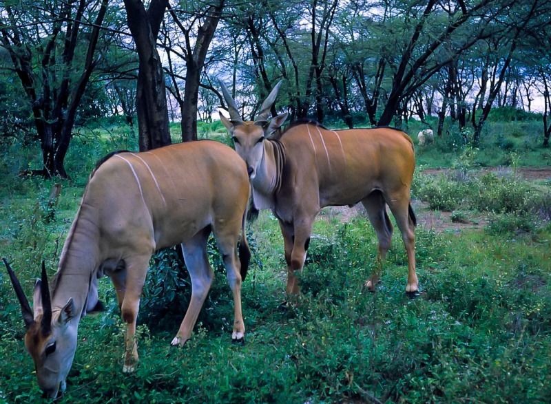 Eland