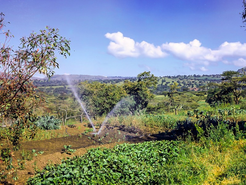 Vegetable patch at Chebororwa