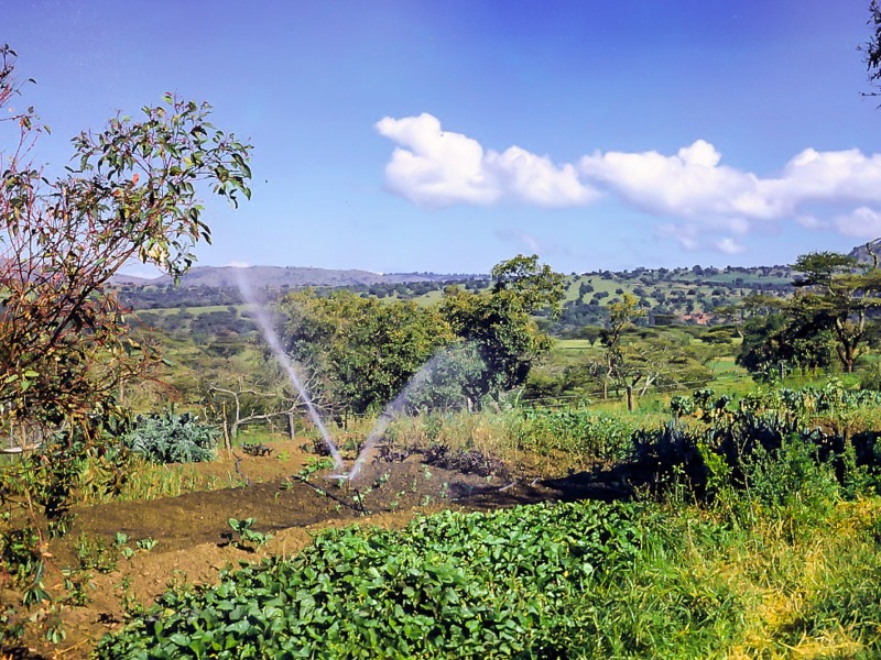 Vegetable patch at Chebororwa