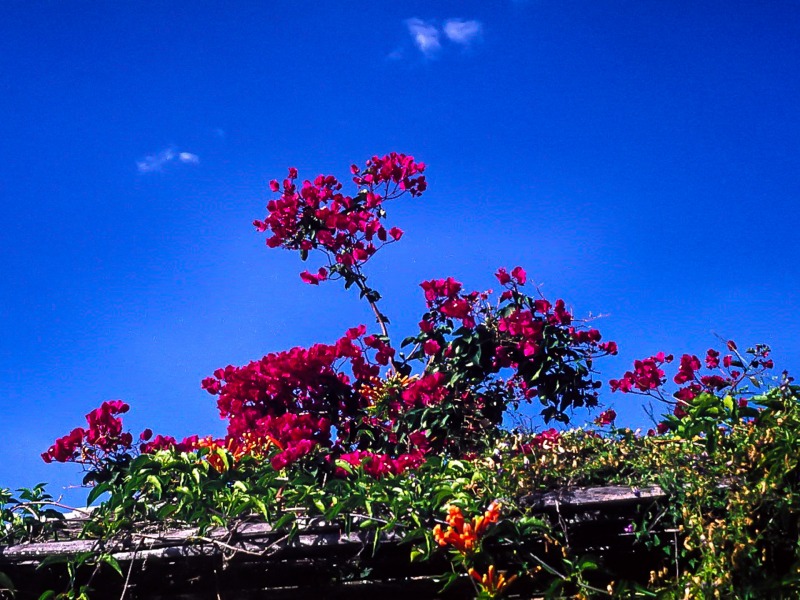 Bouganvillia at Chebororwa