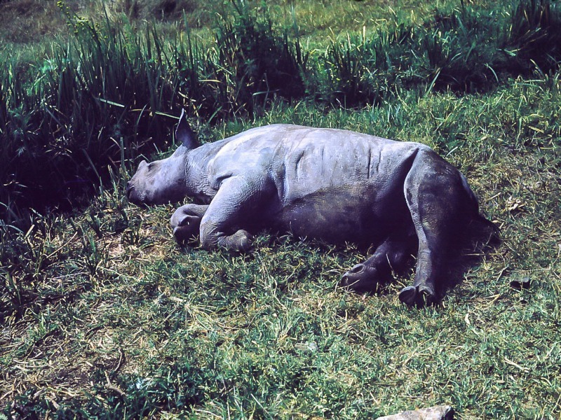 Sleeping Rhino