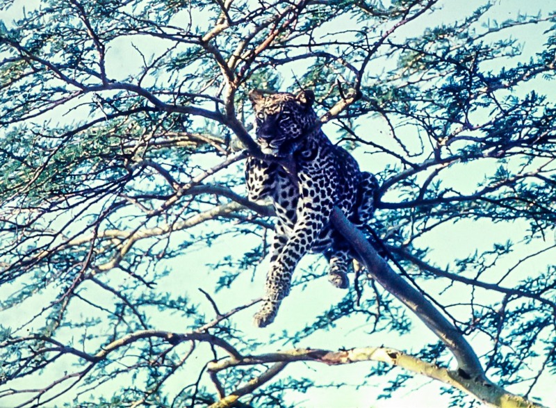 Cheeta in a tree