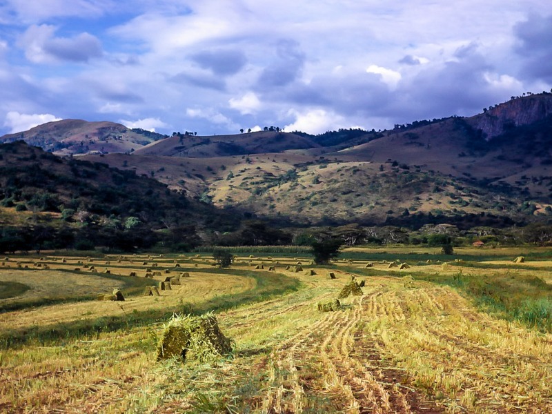 Straw bails, Chebororwa farm