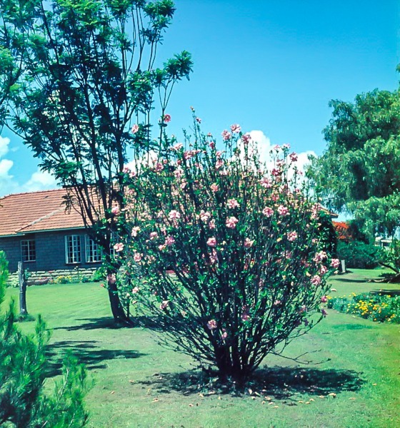 House and gardens at Naivasha