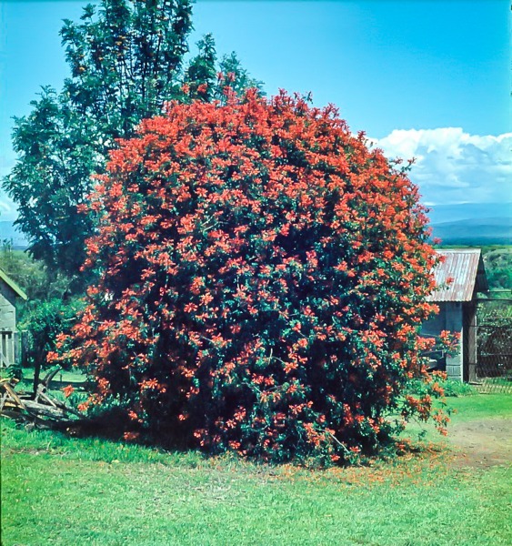 House and gardens at Naivasha