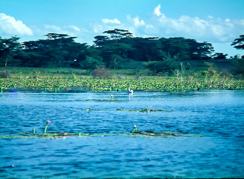 Lake Naivasha