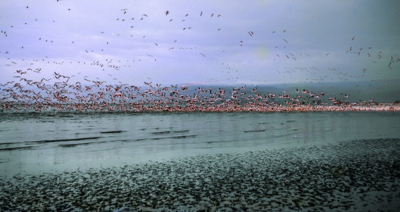 Flamingos on Lake Nakuru - 1963