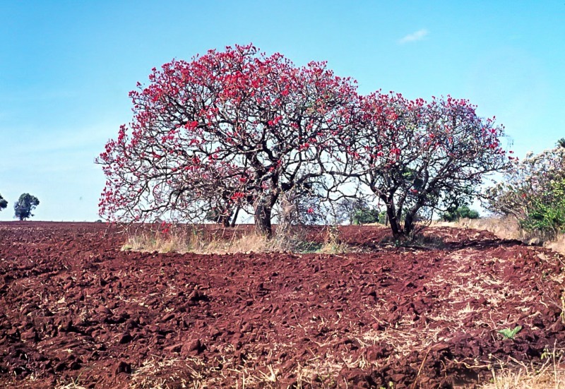 Cork trees