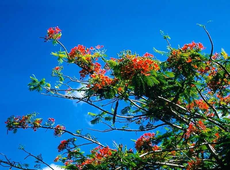 Flamboyant tree