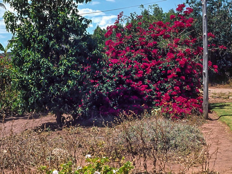 Bouganvillia at Chebororwa