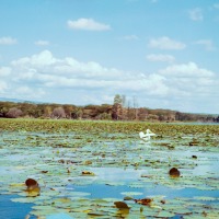 Pelican on Lake Naivasha - 1963
