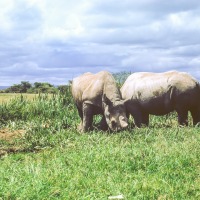 Peter and young Rhino - 1963