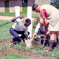 Tree planting