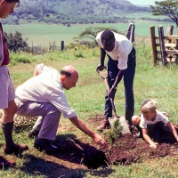 Tree planting