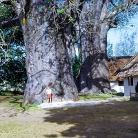 Baobub tree and Peter