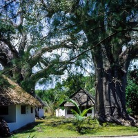 Baobub tree