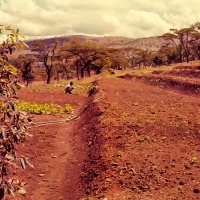 Vegetable patch at Chebororwa