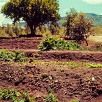 Vegetable patch at Chebororwa