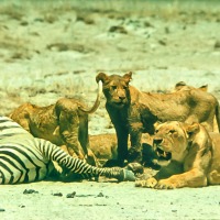 Lioness and dead Zebra