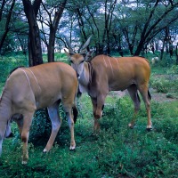 Eland