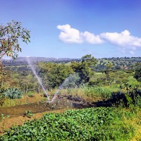 Vegetable patch at Chebororwa