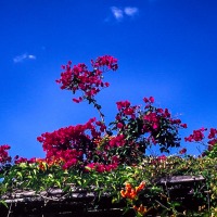 Bouganvillia at Chebororwa