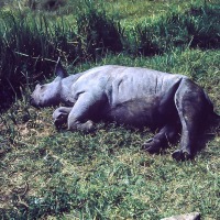 Sleeping Rhino