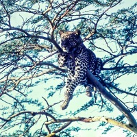 Cheeta in a tree