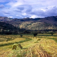 Straw bails, Chebororwa farm