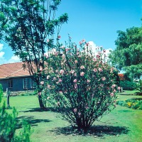 House and gardens at Naivasha