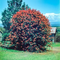 House and gardens at Naivasha