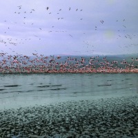 Flamingos on Lake Nakuru - 1963
