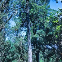 Podo Tree