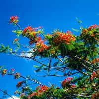 Flamboyant tree