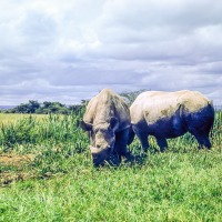 Young Rhino and Stephen - 1963