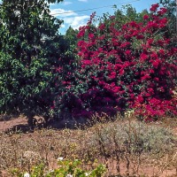 Bouganvillia at Chebororwa