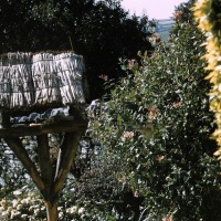 Linnington Cottage, Wambrook, Chard 1963