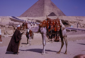 Camel in front of the pyramid, 1965