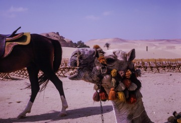 Camel in front of the pyramid, 1965