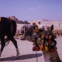 Camel in front of the pyramid, 1965