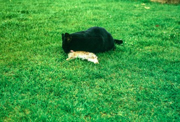 Pussy and Rabbit